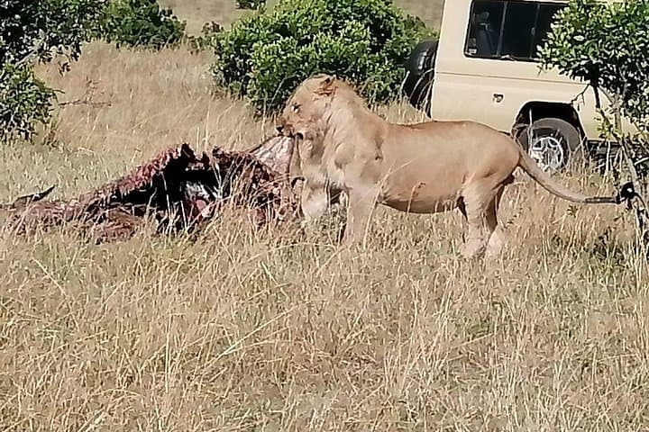 Budget Camping Safari: 7 Days in Kenya’s Masai Mara, Naivasha & Nakuru photo 6