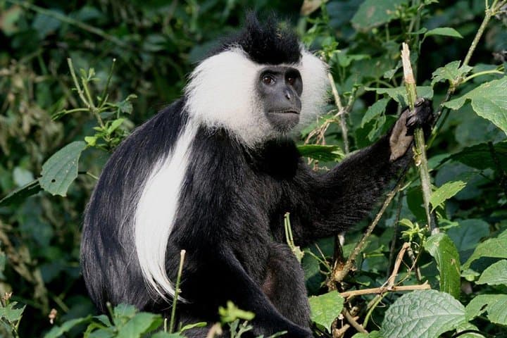 3-Day Nyungwe Forest Trek: Chimpanzee Tracking, Canopy Walk & Lake Kivu Islands photo 2