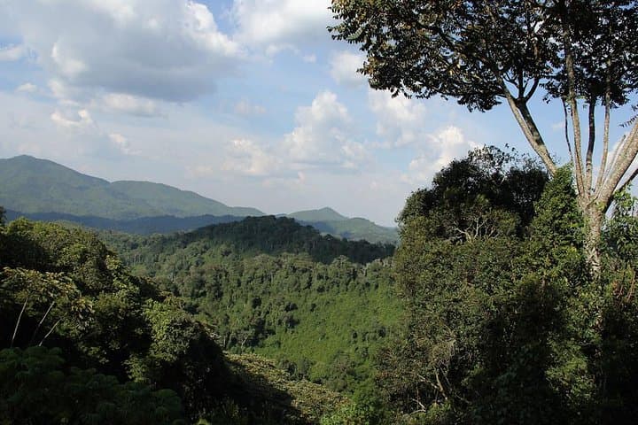 4-Day Rwanda Eco Tour: Rainforests, Twin Lakes & Community Immersion photo 6