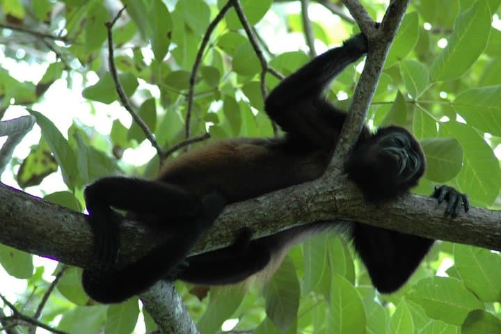 Manuel Antonio National Park Guided Tour — Coastal Rainforest Walk & Beach Stop photo 4