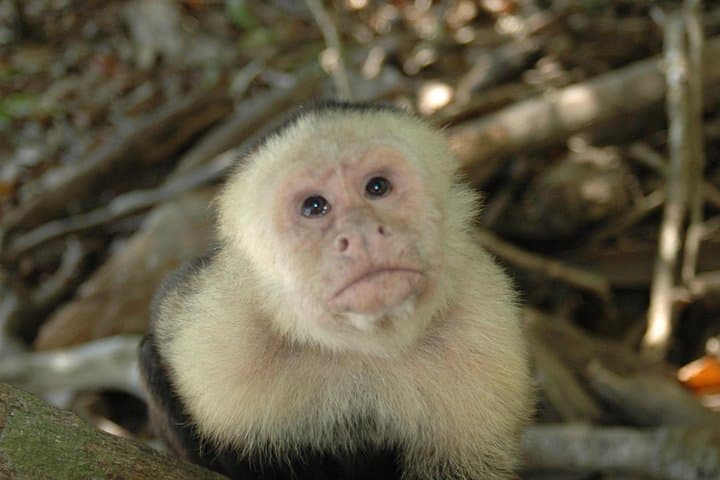 Manuel Antonio National Park Guided Tour — Coastal Rainforest Walk & Beach Stop photo 5