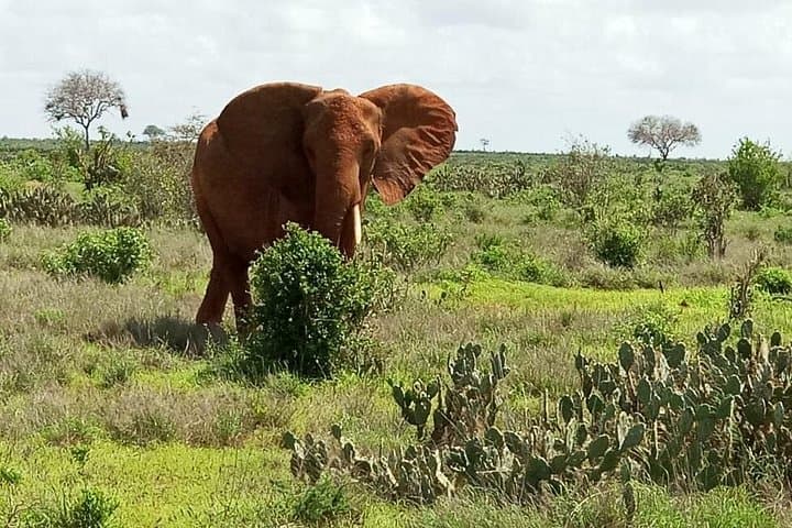 One-Day Tsavo East Safari from Diani or Mombasa — Full-Day Game Drive photo 2