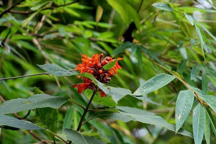 Godavari to Fulchoki Day Hike — Kathmandu Valley Rim Trek with Himalayan Panoramas photo 4