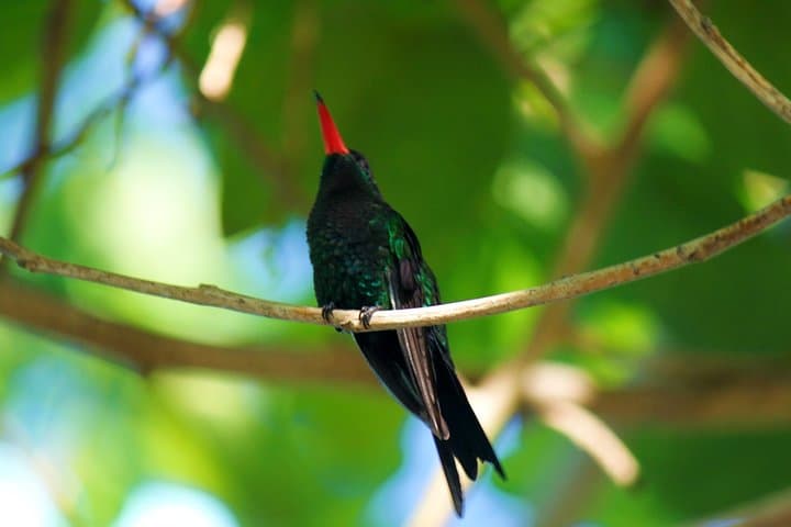 Hand-Feeding Hummingbirds and Columbus Park: Discovery Bay & Rocklands Day Tour