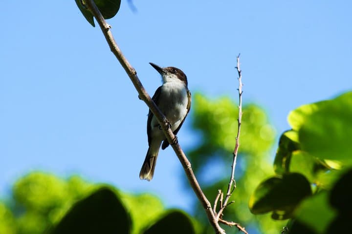 Hand-Feeding Hummingbirds and Columbus Park: Discovery Bay & Rocklands Day Tour photo 2