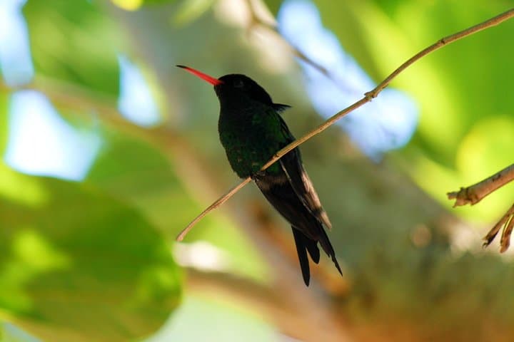 Hand-Feeding Hummingbirds and Columbus Park: Discovery Bay & Rocklands Day Tour photo 3