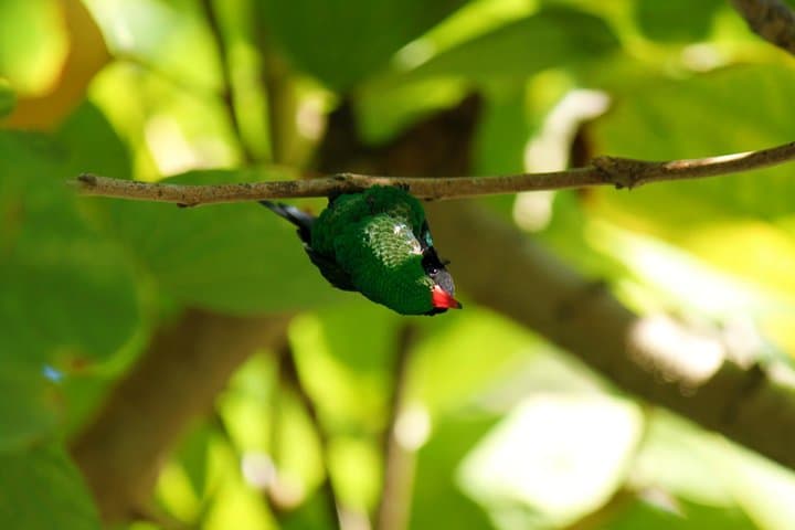 Hand-Feeding Hummingbirds and Columbus Park: Discovery Bay & Rocklands Day Tour photo 4