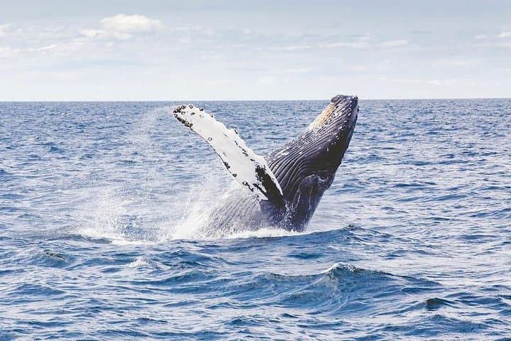 Icy Strait Whale Watching: Humpbacks, Orca & Coastal Wildlife from Icy Strait Point