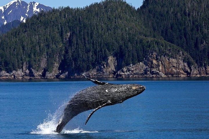 Icy Strait Whale Watching: Humpbacks, Orca & Coastal Wildlife from Icy Strait Point photo 3