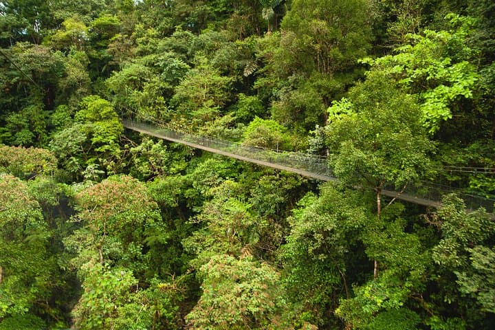 Hanging Bridges Adventure San Luis: Canopy Walk & Wildlife from San José photo 4