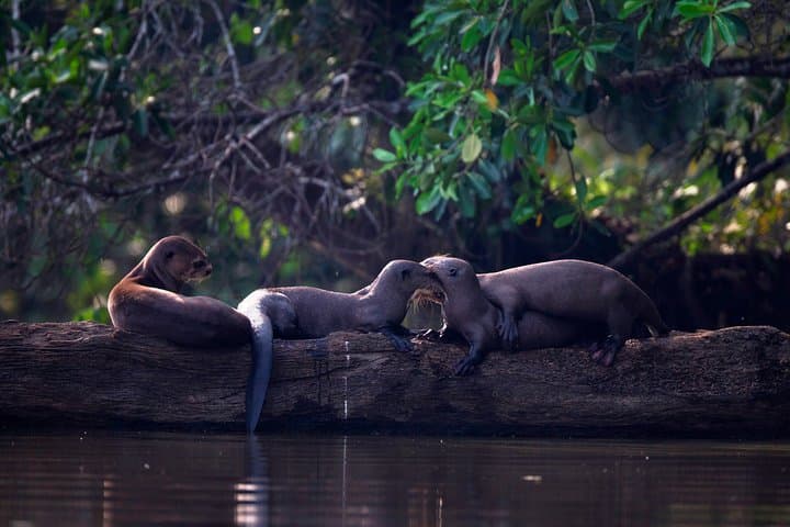 Full-Day Sandoval Lake Wildlife Cruise & Rainforest Hike from Puerto Maldonado photo 2