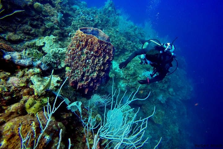 One-Tank Scuba Dive in Roatán — Reefs, Wrecks & Drift Dives from French Cay
