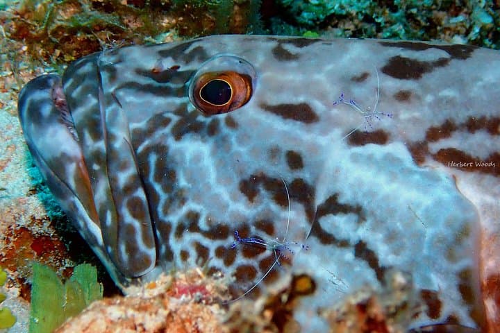 One-Tank Scuba Dive in Roatán — Reefs, Wrecks & Drift Dives from French Cay photo 3