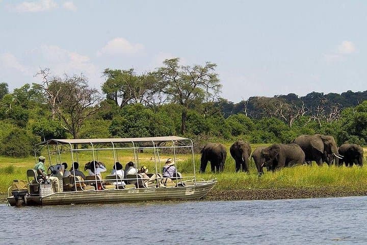 Half-Day Chobe Safari: Game Drive and River Cruise from Victoria Falls photo 3