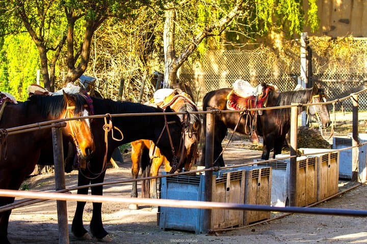 Sunset Horseback Riding in Lunlunta — Asado, Vineyards & Andes Views