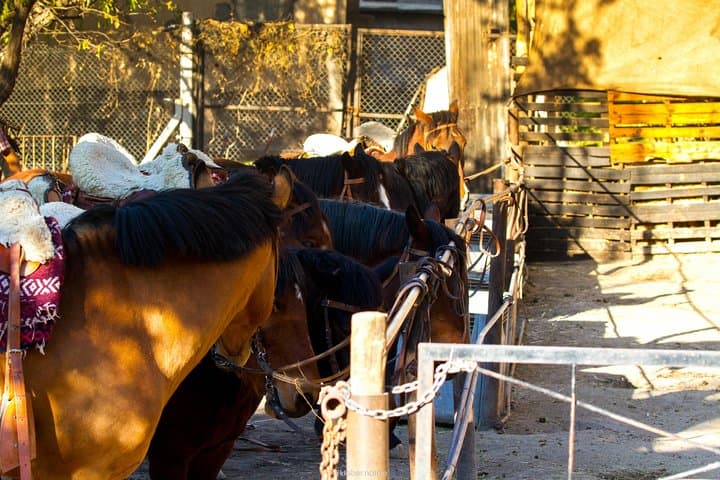 Sunset Horseback Riding in Lunlunta — Asado, Vineyards & Andes Views photo 2