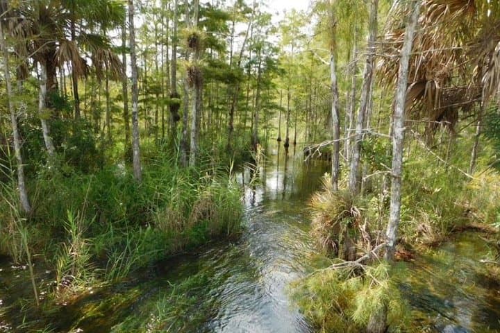 Explore Florida’s Big Cypress National Preserve on a Swamp Buggy Adventure photo 2