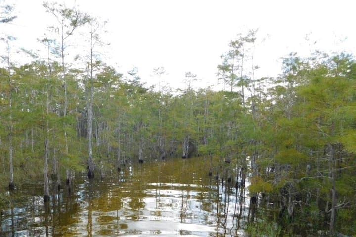 Explore Florida’s Big Cypress National Preserve on a Swamp Buggy Adventure photo 3