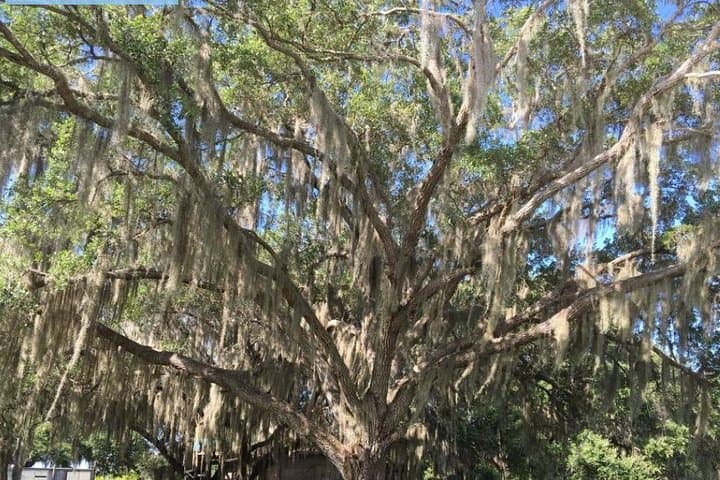 Explore Florida’s Big Cypress National Preserve on a Swamp Buggy Adventure photo 4