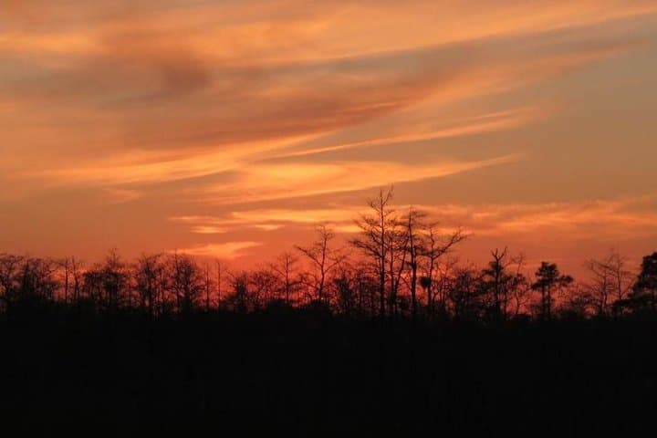 Explore Florida’s Big Cypress National Preserve on a Swamp Buggy Adventure photo 5