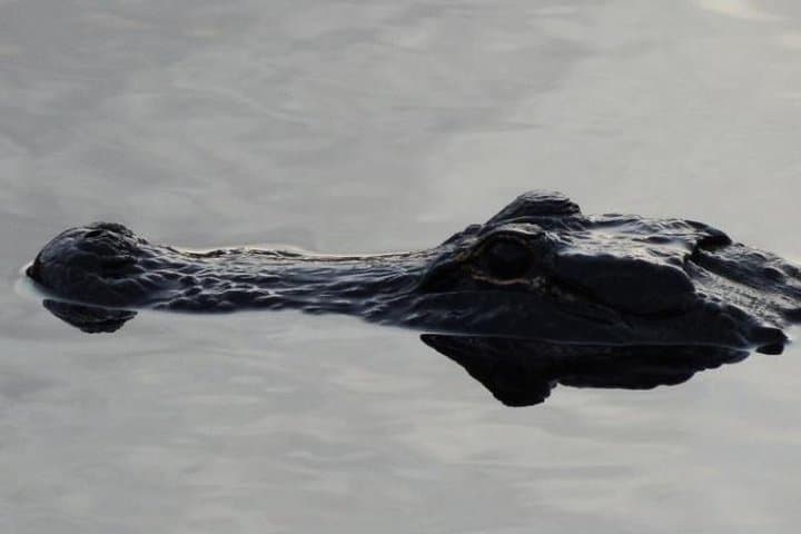Explore Florida’s Big Cypress National Preserve on a Swamp Buggy Adventure photo 6