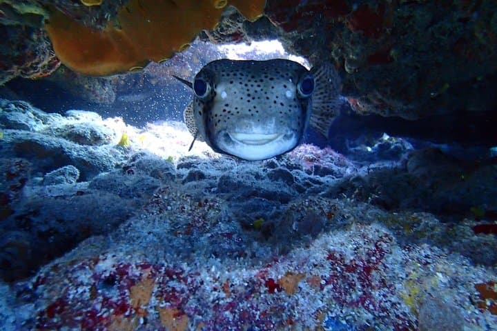 Isla Mujeres Snorkeling Tour: Two Shallow Reefs from a Private Pier photo 6