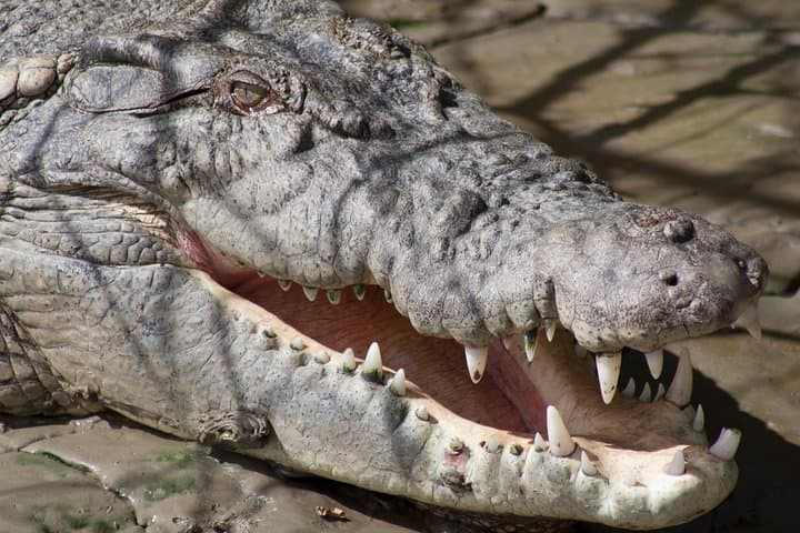Whitsunday Crocodile Safari: Proserpine River Cruise & Wetlands Wagon Tour photo 2