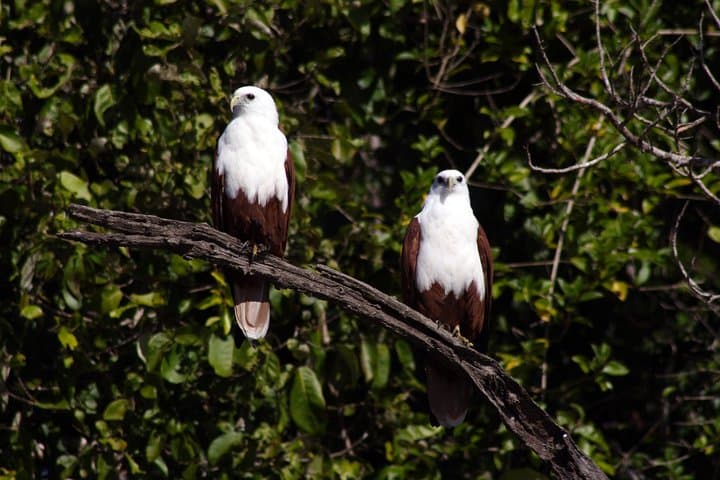 Whitsunday Crocodile Safari: Proserpine River Cruise & Wetlands Wagon Tour photo 3