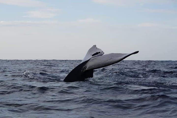 Trincomalee Whale and Dolphin Watching: Scenic Boat Tour to See Blue Whales photo 1