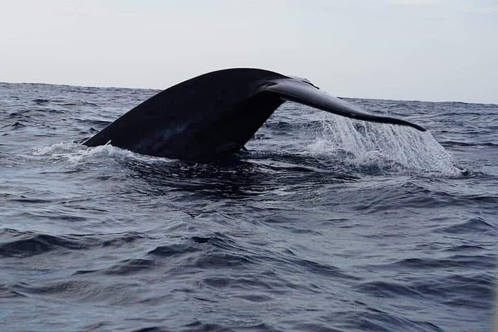 Trincomalee Whale and Dolphin Watching: Scenic Boat Tour to See Blue Whales photo 2