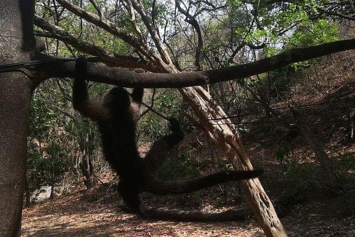 Monkey Tour and Tarcoles Bridge: Wild Capuchins, Crocodiles & Local Lunch