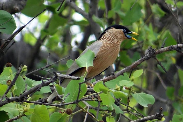 Sultanpur Bird Sanctuary Tour from Delhi — Migratory Birds & Blue Deer Walk photo 5