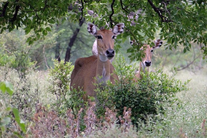 Sultanpur Bird Sanctuary Tour from Delhi — Migratory Birds & Blue Deer Walk photo 6