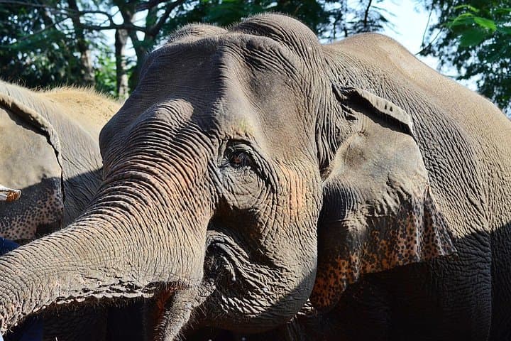 Elephant Sanctuary and Bua Thong Sticky Waterfall Day Trip from Chiang Mai photo 2