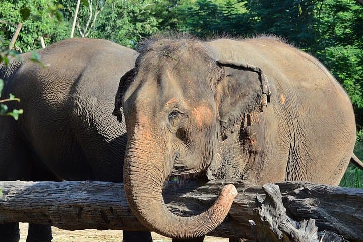 Elephant Sanctuary and Bua Thong Sticky Waterfall Day Trip from Chiang Mai photo 3