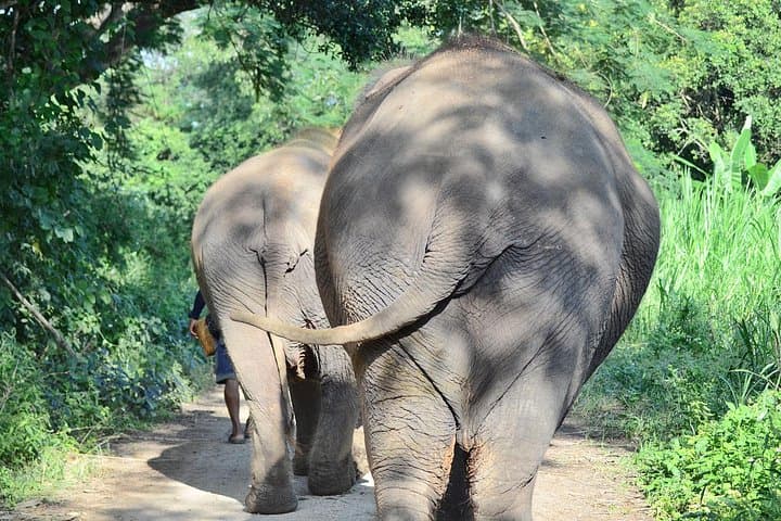 Elephant Sanctuary and Bua Thong Sticky Waterfall Day Trip from Chiang Mai