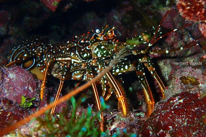 One-Tank Scuba Dive in Roatán — Reefs, Wrecks & Drift Dives from French Cay photo 4