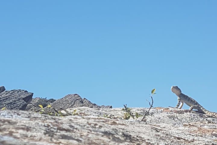 Gobustan Petroglyphs and Mud Volcanoes Day Trip from Baku photo 4