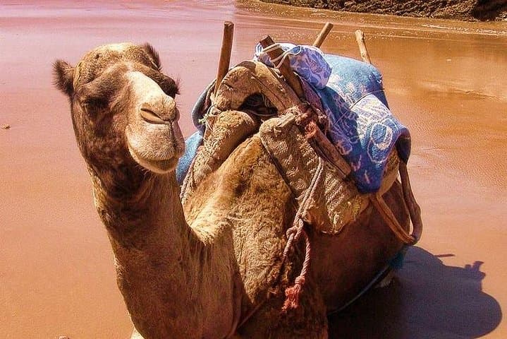Essaouira Day Trip from Marrakech: Shared Small-Group Tour to the Atlantic Medina photo 6