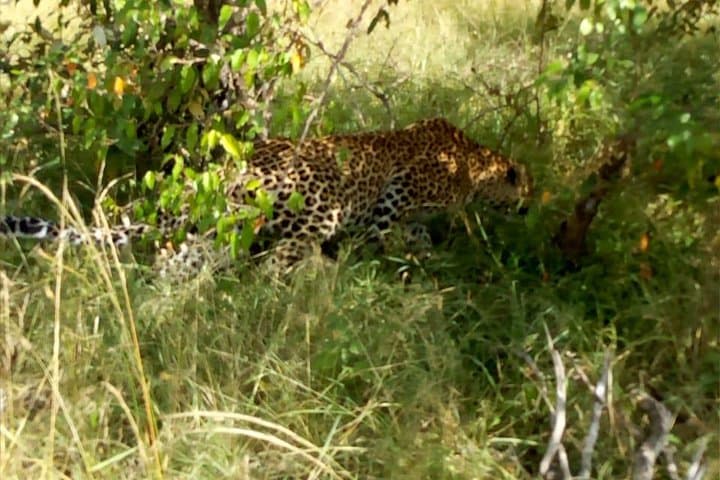 Overnight Maasai Mara Safari: 2-Day Game-Drive Adventure from Nairobi photo 3