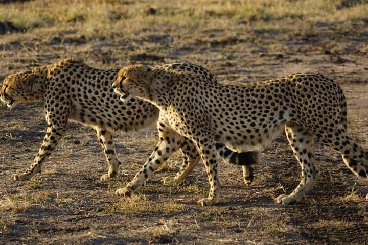 Overnight Maasai Mara Safari: 2-Day Game-Drive Adventure from Nairobi photo 2