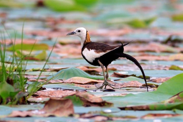 Full-Day Bundala Safari from Hambantota Harbor — Flamingos, Crocs & Migratory Birds photo 1