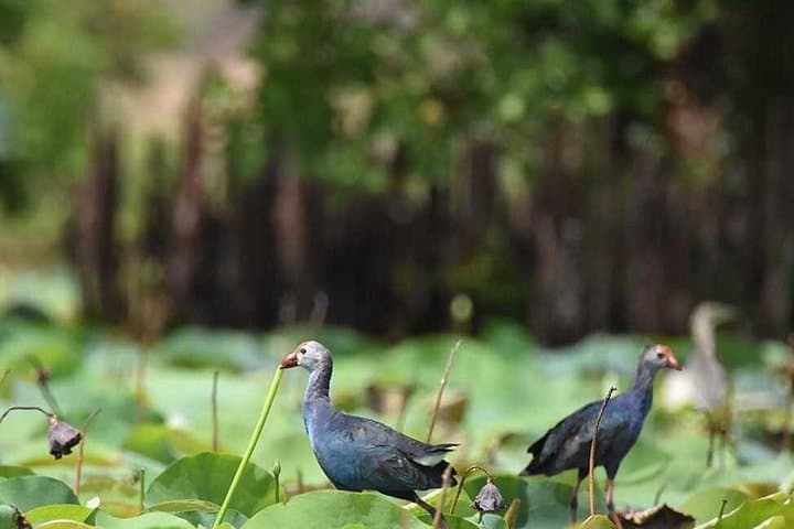 Full-Day Bundala Safari from Hambantota Harbor — Flamingos, Crocs & Migratory Birds photo 2