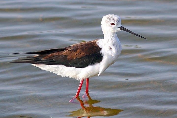 Full-Day Bundala Safari from Hambantota Harbor — Flamingos, Crocs & Migratory Birds photo 4