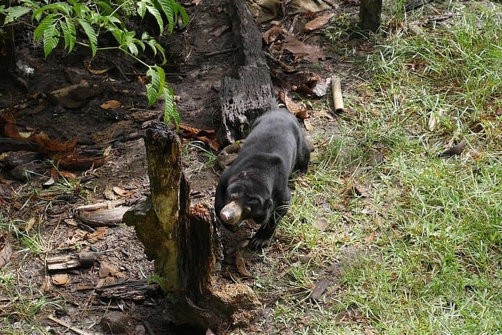 Semenggoh Wildlife Centre: Seeing Semi-Wild Orangutans Near Kuching photo 3
