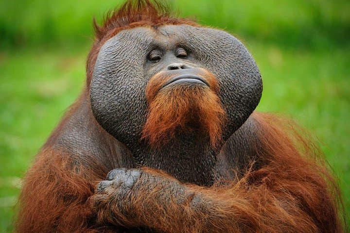 Semenggoh Wildlife Centre: Seeing Semi-Wild Orangutans Near Kuching photo 2