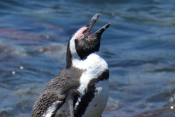 Cape Agulhas and Stony Point Day Tour from Cape Town photo 2
