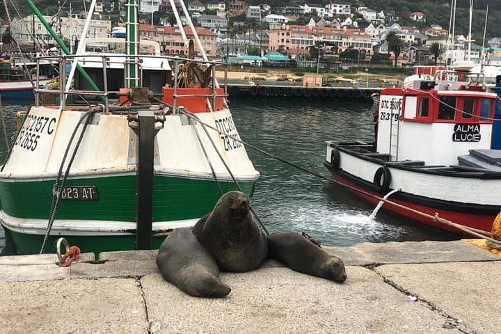 Cape Peninsula Adventure: Chapman's Peak, Penguins & Seal Island photo 5