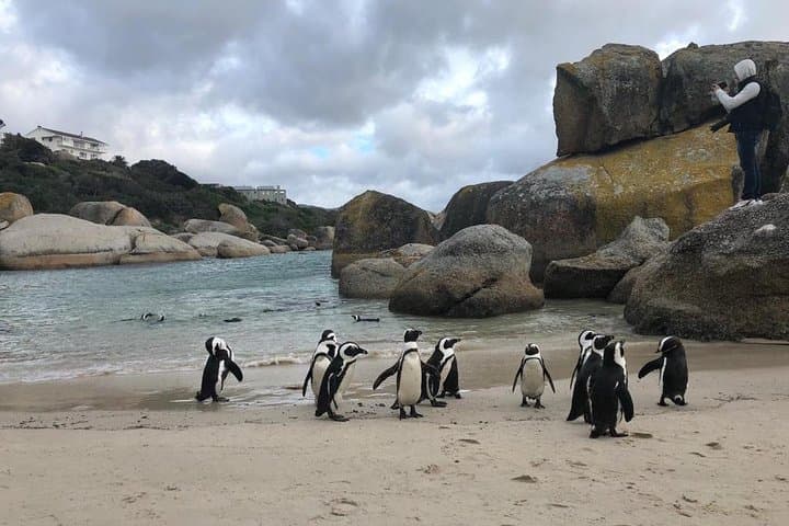 Cape Peninsula Adventure: Chapman's Peak, Penguins & Seal Island photo 6