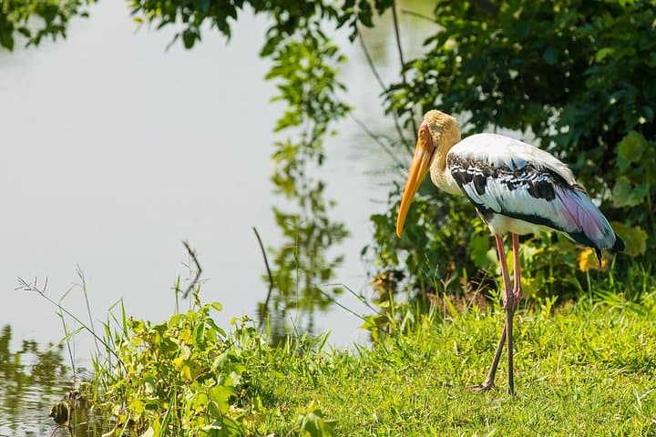 Scenic Serendib: 11-Day Sri Lanka Circuit from Sigiriya to Yala photo 5